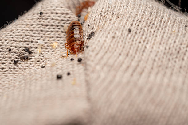 istock Bed Bugs Hiding in Corner Seam of Mattress Protector 2227197626
