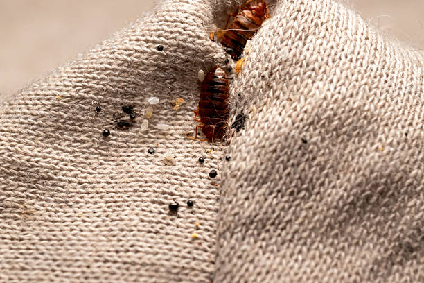 istock Bed Bugs Hiding in Corner Seam of Mattress Protector 2227197627