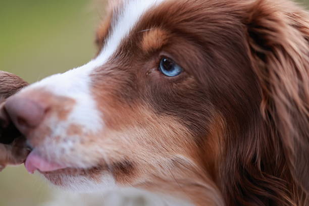istock A brown and white dog with a blue eye 2227197724