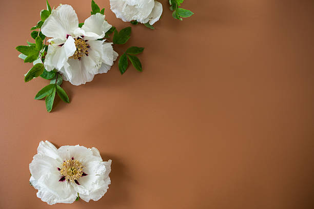istock White peony close up on brown background from above 2227197826
