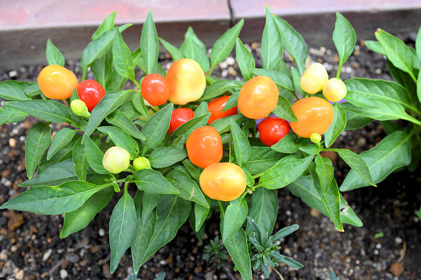 red fruit of ornamental peppers