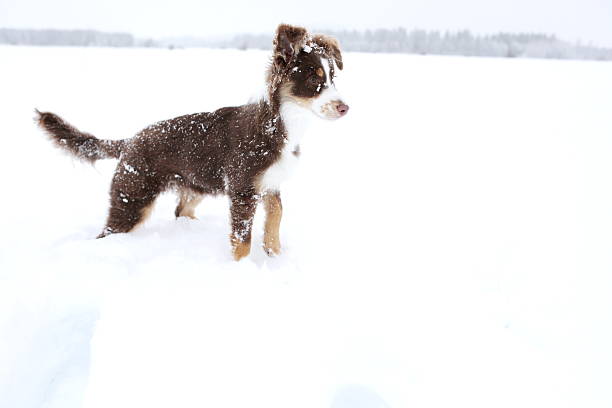 Small brown and white dog is standing in the snow. The dog is looking at the camera