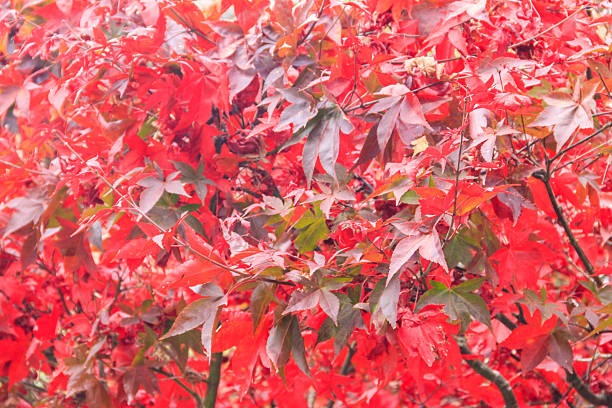 Japanese red maple tree leaves in autumn