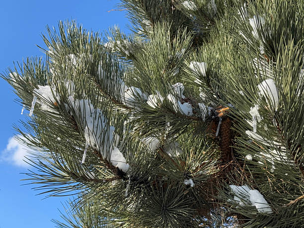 istock Snow on pine branches in a winter forest. 2227200186