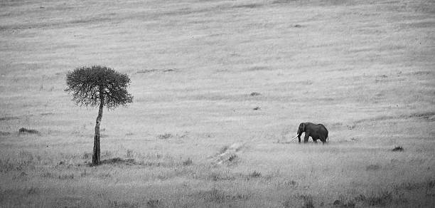 istock Elephant grazing near a solitary tree on vast grassland 2227203774