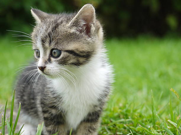 istock Small kitten is standing on the grass, looking at the camera 2227203843