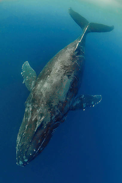 istock Humpback whale (Megaptera novaeangliae) in diving mode (Bahia Magdalena) Mexico. 2227203946