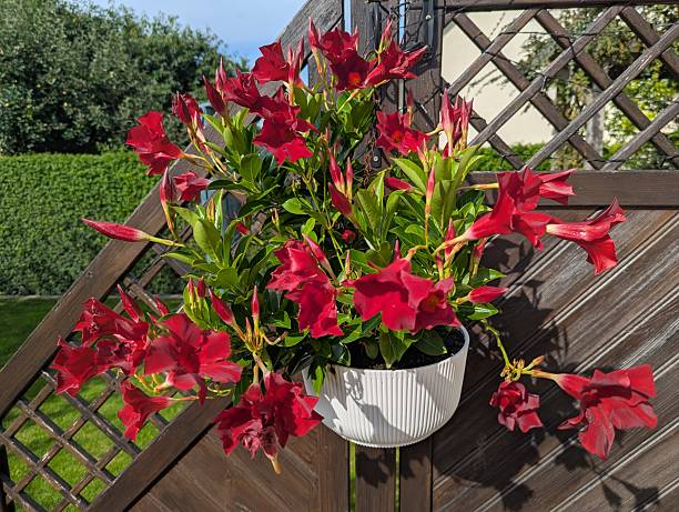 istock Dipladenia in flower pot 2227204276