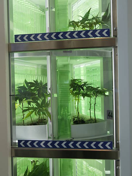 istock Green plant is growing in a glass container 2227204397