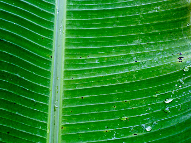 Banana leaves are the leaves of the banana plant. In Indonesian cuisine, banana leaves play a key role as decoration, complement, and food packaging.