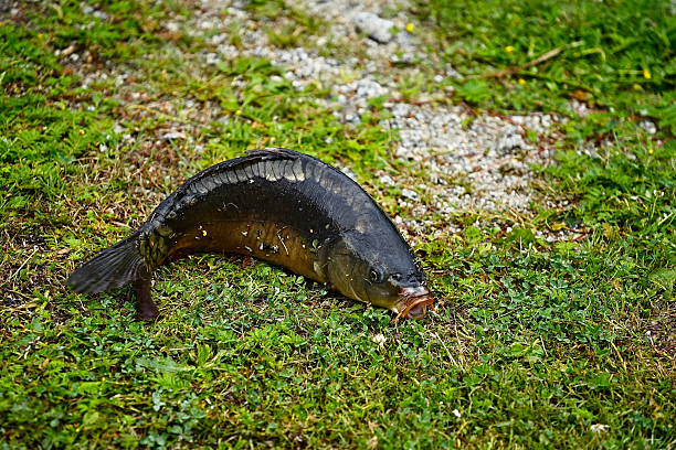 Freshly caught carp with open mouth on the beach in close-up.