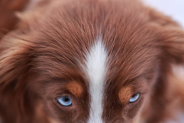 A brown and white dog with blue eyes. The dog has a fluffy tail and is looking at the camera. .