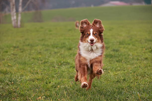 istock A brown and white dog is running through a grassy field 2227206609