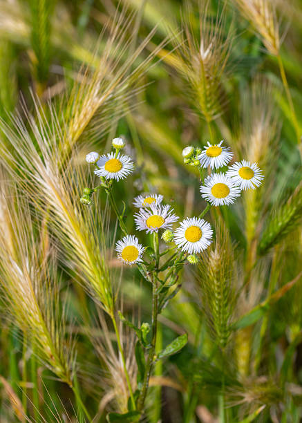 istock erigeron annuus annual daisy fleabane blooming in wildflower meadow 2227207561
