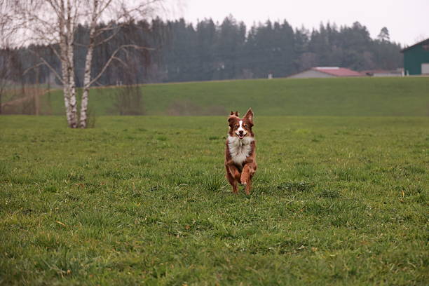 A brown and white dog is running through a grassy field. The dog is the main focus of the image, and the field is the background. .