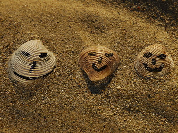 seashells in the sand