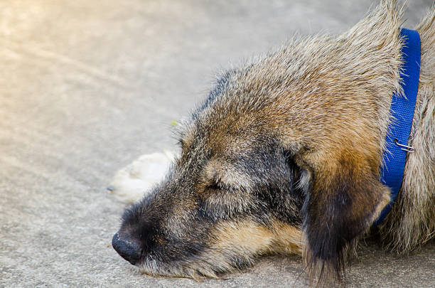 Brown-gray Border terrier dog face sleeping on the ground, is a British breed of small dog.