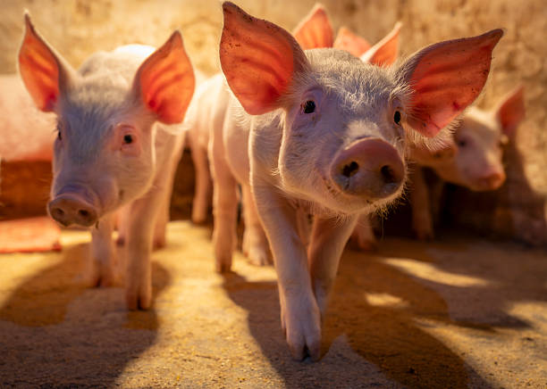 Curious piglets standing in cozy barn and looking at camera