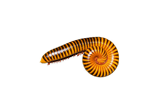 istock Red Garden Millipede in circle shape isolated on white background 2227210041