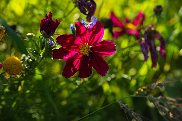 colorful wildflower meado in full bloom