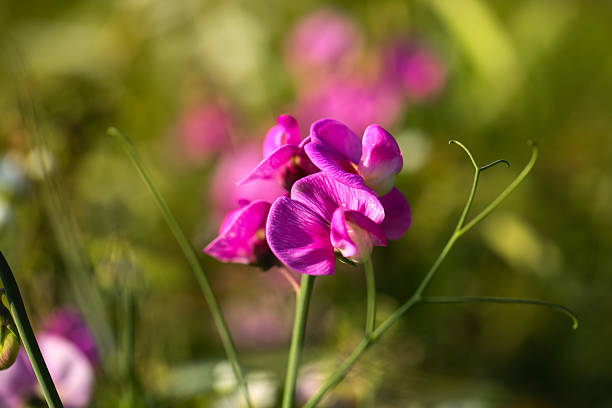 wild sweet pea in vibrant bloom, lathyrus latifolius