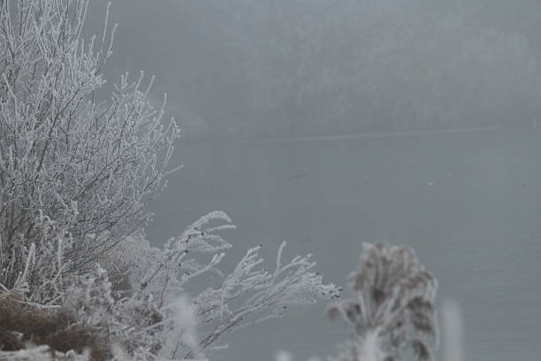 A tranquil snowy forest scene featuring tall trees blanketed in white snow, with a serene lake visible in the background, enhancing the beauty of winter