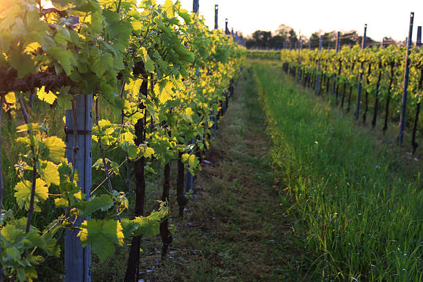istock Pinot Gris vineyard on perspective at sunset 2227215096