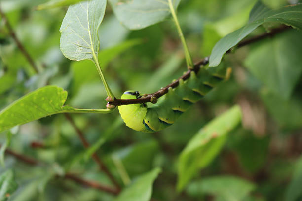 Greater Death's Dead Hawk-moth caterpillar on a Lilac bush. Acherontia atropos caterpillar