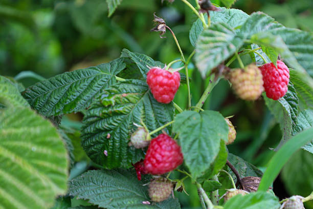 istock A raspberry branch is laden with red, ripe berries and some still unripe ones, peeking through green leaves. 2227215770