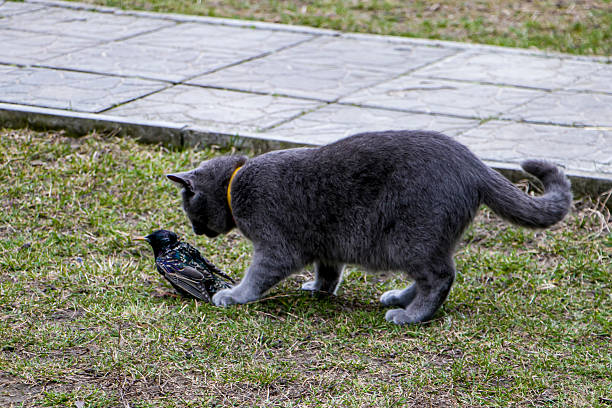 istock A gray domestic cat is hunting a starling. 2227215802