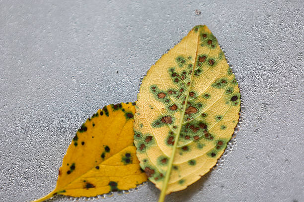 istock Two fallen yellow leaves with green and brown spots rest on a glass surface covered with numerous water droplets. This macro shot highlights their texture and details, reflecting the beauty of natural forms. 2227216033