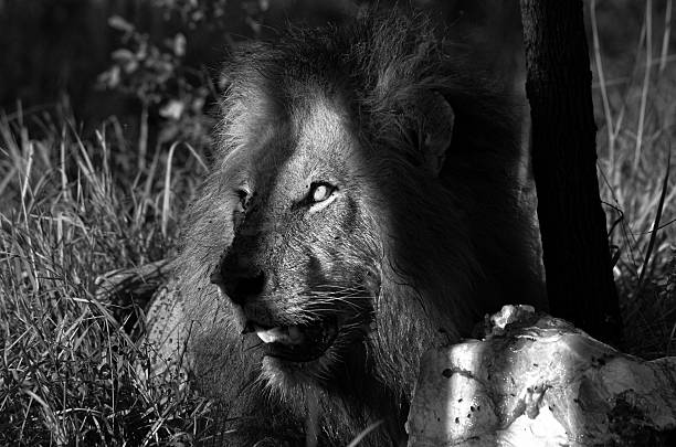 istock Male lion on a kill 2227216143