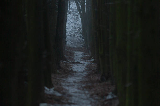 A dark and mysterious forest filled with tall trees, textured bark, and colorful leaves scattered across the forest floor