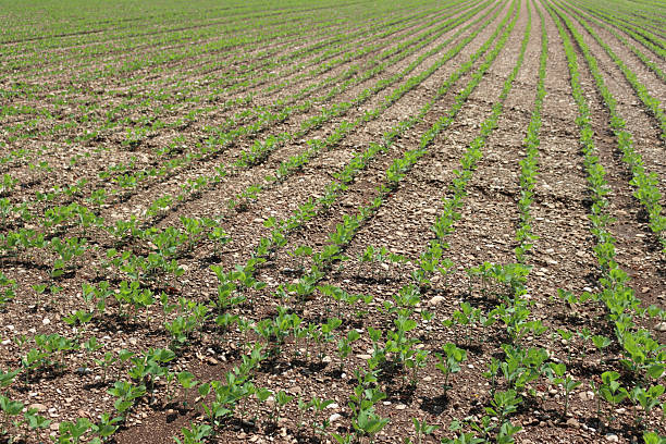 istock Green soybean plants in rows growing in the field 2227216613