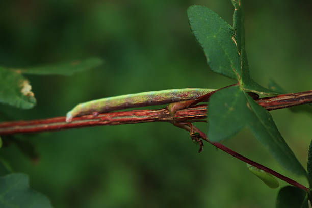 Silver moth caterpillar eating a green plant. Green caterpillar with long white stripe. Autographa gamma