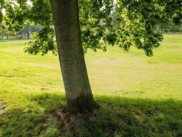 Tree roots and lawn background
