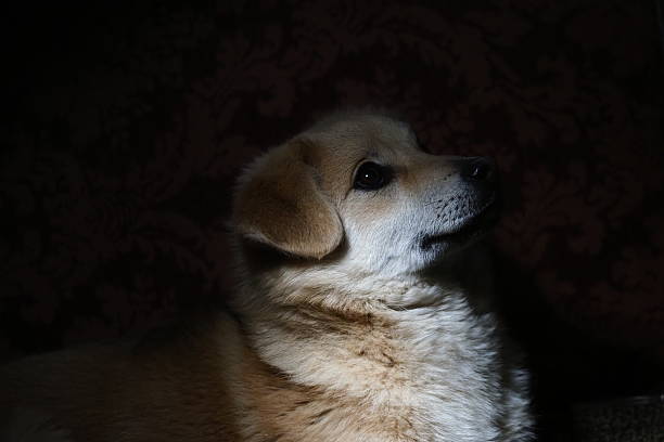 Cute white terrier looking at camera