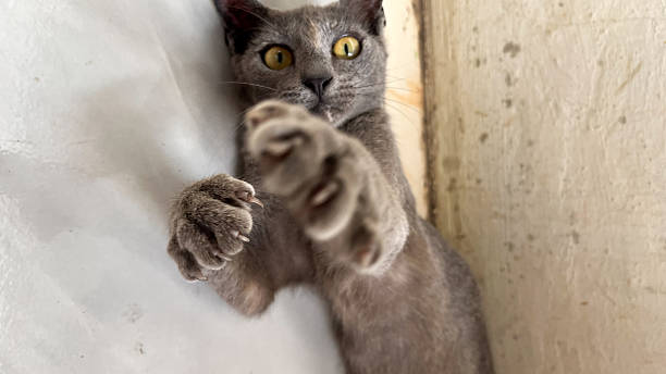 istock funny gray cat posing like taking a selfie 2227218875