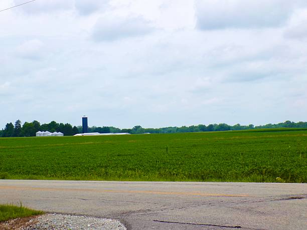 istock Silos and white barn in soybean field. 2227219599