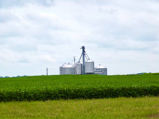 istock Silos in soybean field on cloudy day. 2227219606