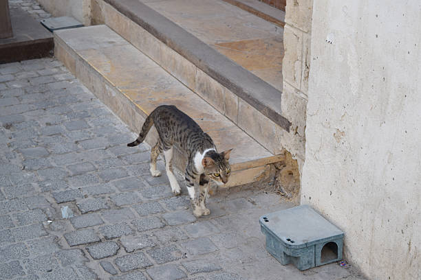 istock Stray cat at Al-Balad (Jeddah Historic District), Saudi Arabia 2227219744