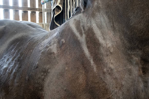 Close-up of a black horse affected by sweet itch (summer eczema), showing raised bumps and irritated skin on the neck and mane area. This allergic reaction to midge bites is common in equines and can cause discomfort, itching, and hair loss. Natural light highlights the texture of the coat and visible signs of the condition.