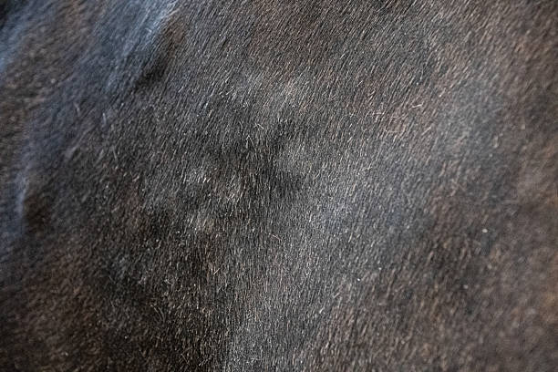 istock black horses with  sweet  itch skin condition 2227219916