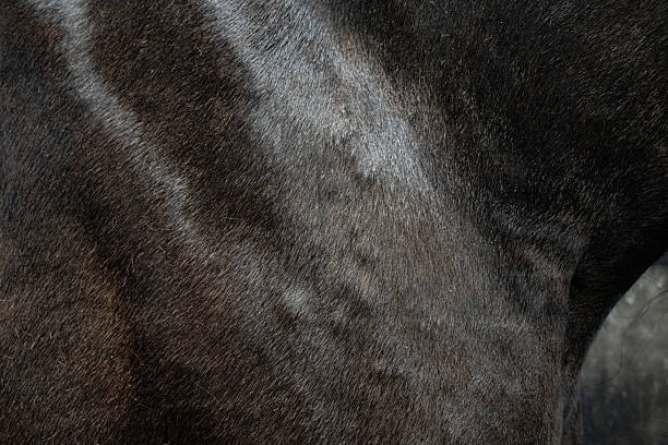 istock black horses with  sweet  itch skin condition 2227220054