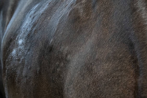istock black horses with  sweet  itch skin condition 2227220147