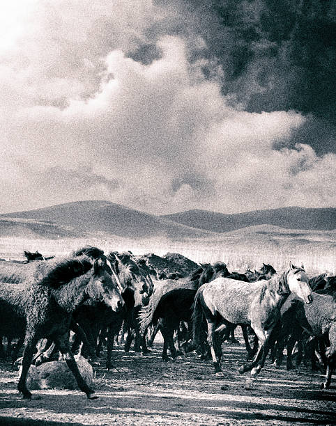 istock Large group of wild horses running in dramatic dusty landscape 2227220940