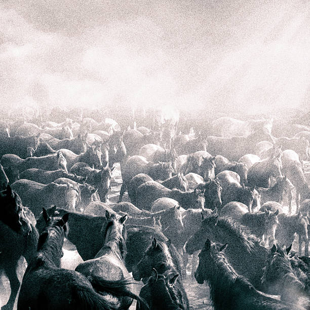 istock Large group of wild horses running in dramatic dusty landscape 2227220992
