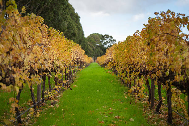 Beautiful vineyard in autumn showcasing golden vines on either side of a lush green pathway. The tranquil atmosphere captures the essence of seasonal transition, with vibrant foliage and natural symmetry creating a peaceful scene.