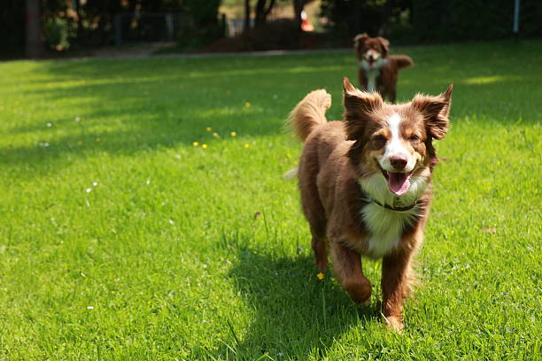 istock Brown and white dog is running in a grassy field 2227224557