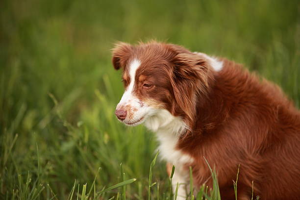 istock Brown and white dog is sitting in the grass 2227226369